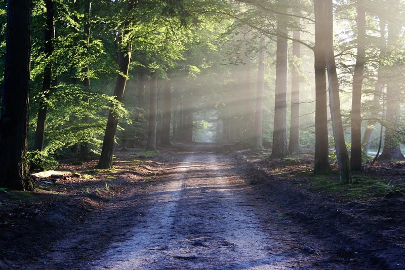 Walking in a forest